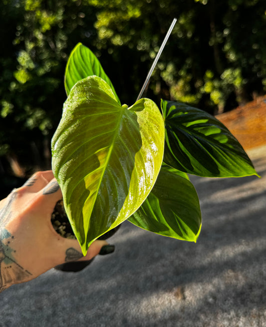 Philodendron Nangaritense ‘Fuzzy Petiole’