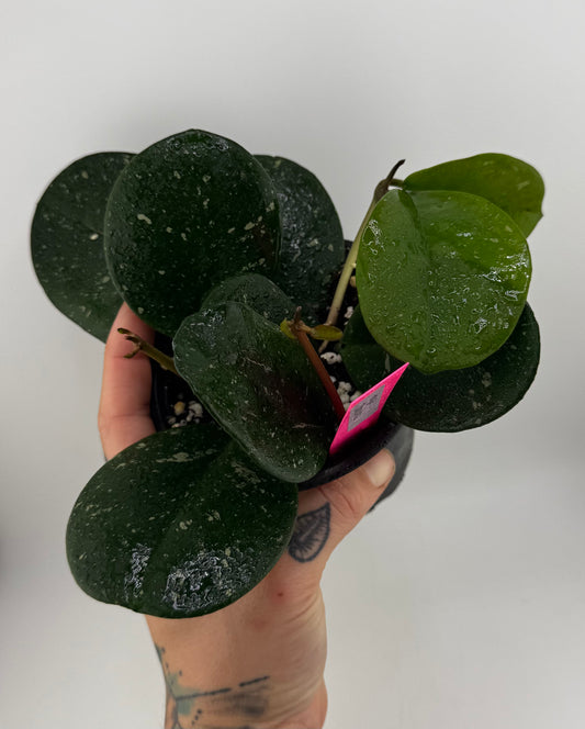 Hoya Obovota Splash
