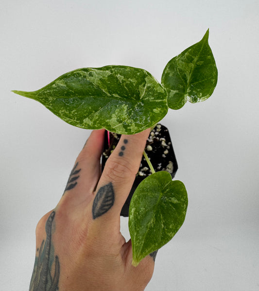 Alocasia Dragon Scale Variegated Albo ‘Galaxy’