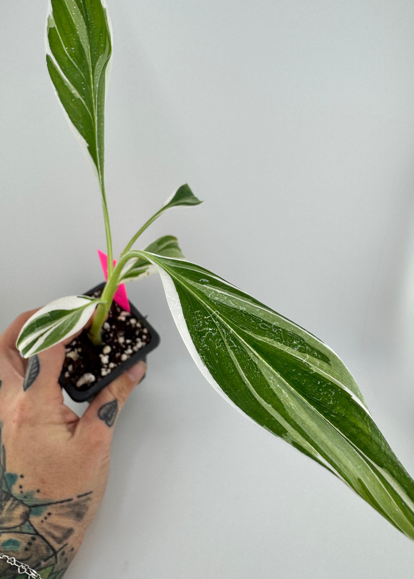 Musa ‘Florida’ Variegated Banana