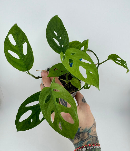 Monstera Adansonii