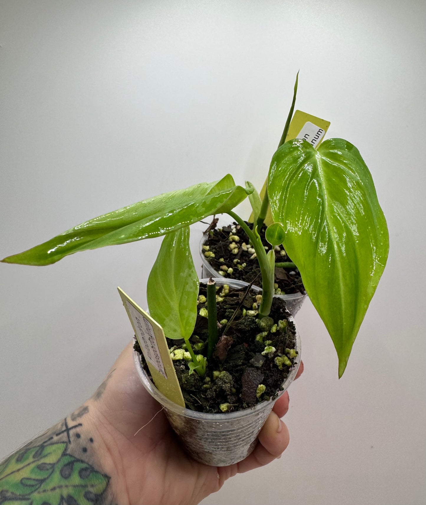 Philodendron Camposportoanum