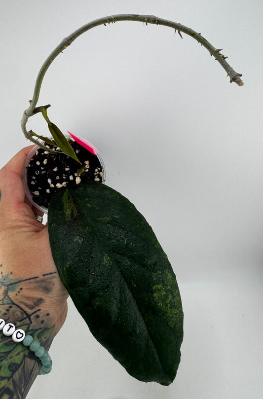 Hoya Ranauensis