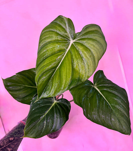 Philodendron Pastazanum