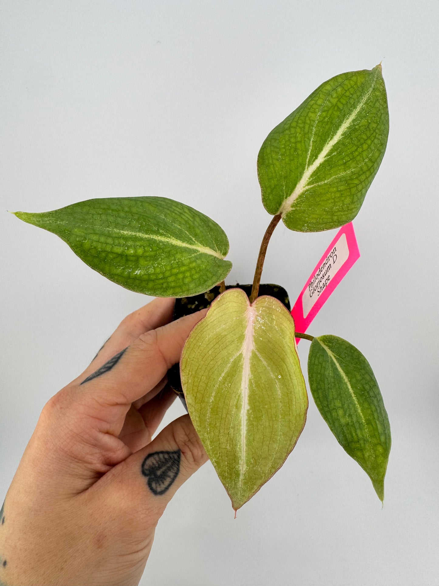Philodendron Gloriosum D shape