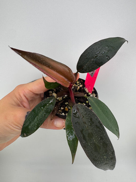 Philodendron Orange Princess