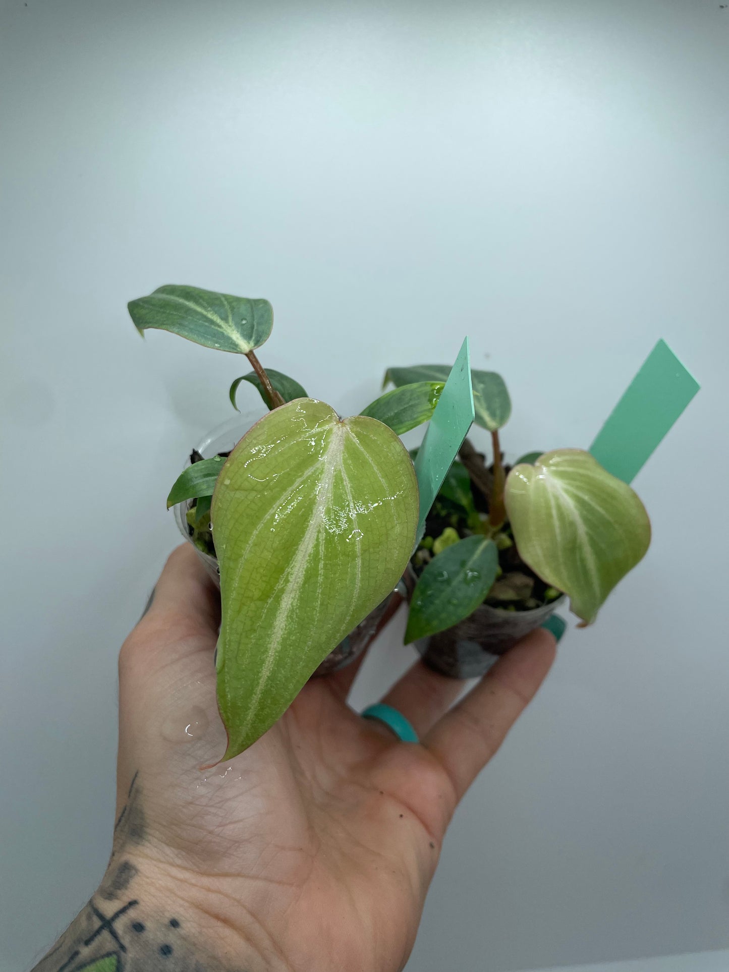 Philodendron Gloriosum ‘D’ shape