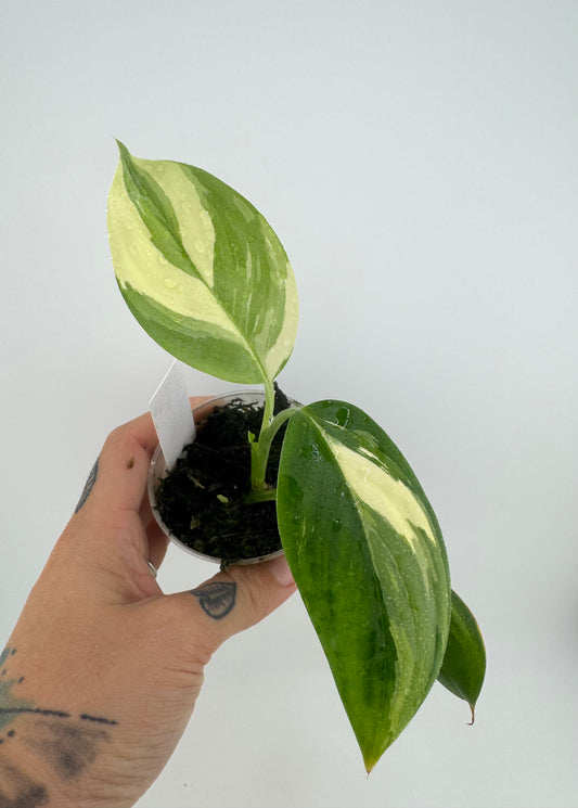 Scindapsus variegated Blue Albo