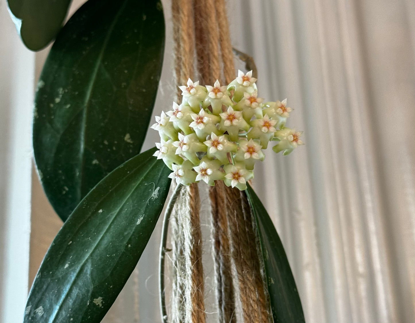 Hoya EPC-301 ‘black leaf’ X UNK