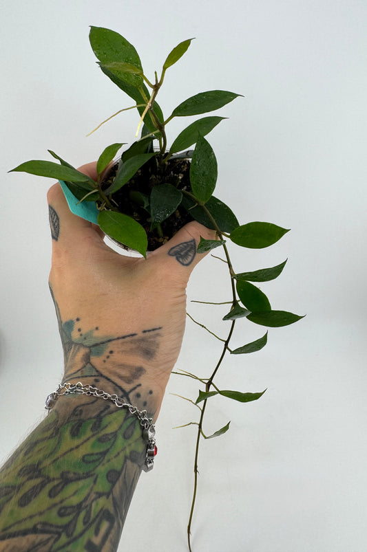 Hoya ‘Rebecca’