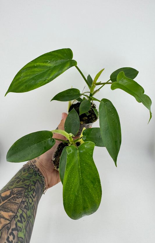 Philodendron Florida Green