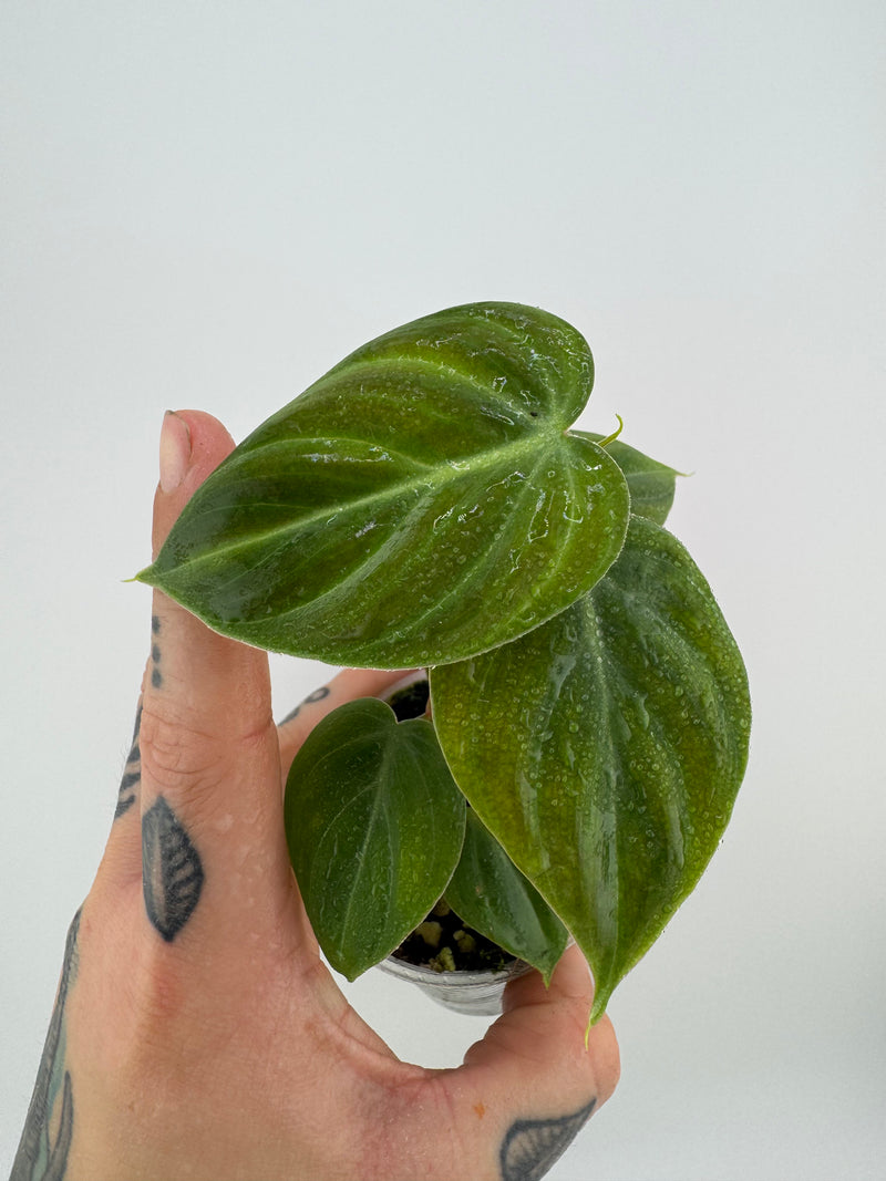 Philodendron El Choco Red