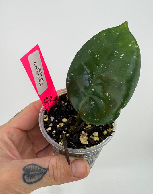 Hoya Carnosa ‘Snow Ball’