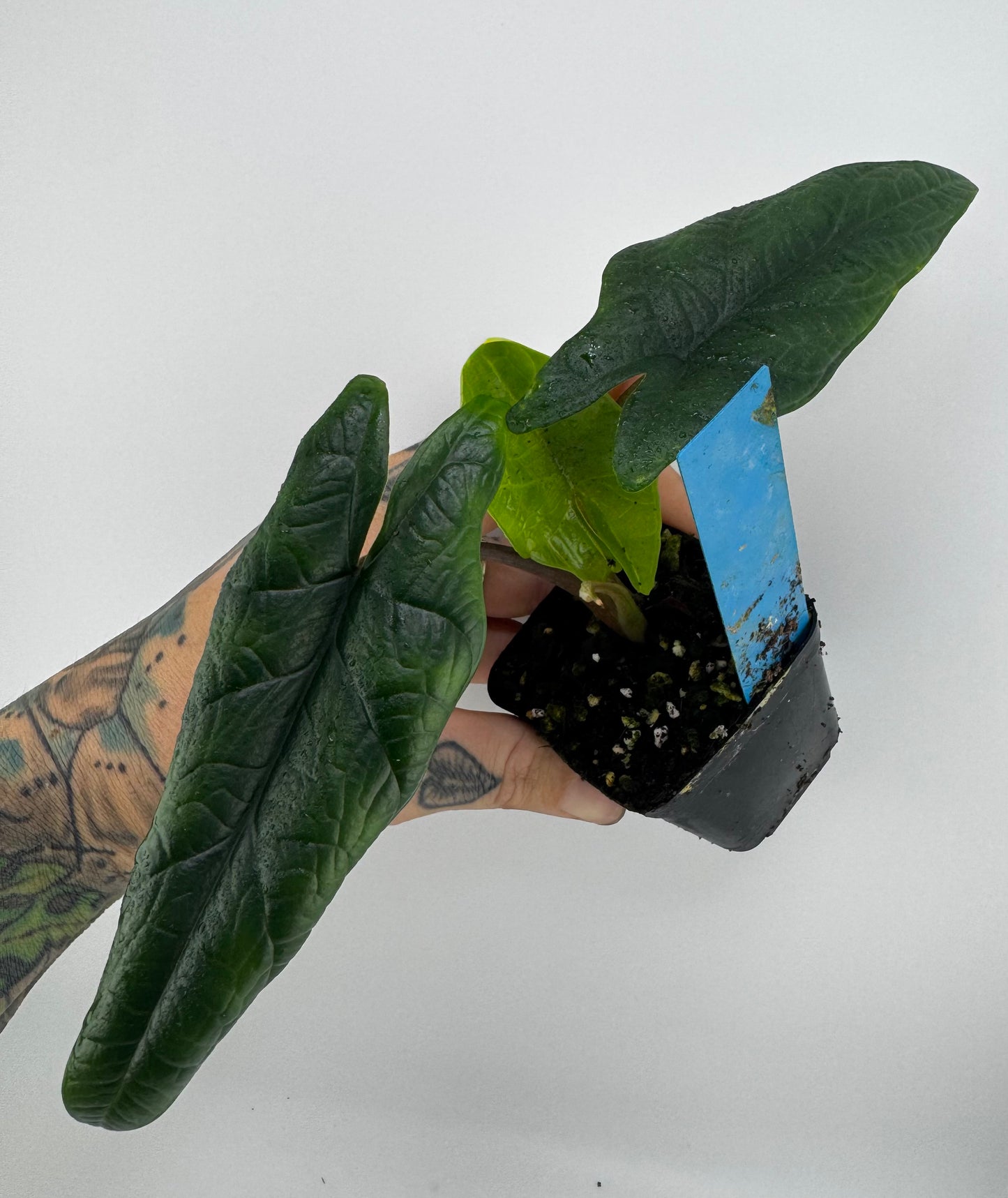 Alocasia Scalprum
