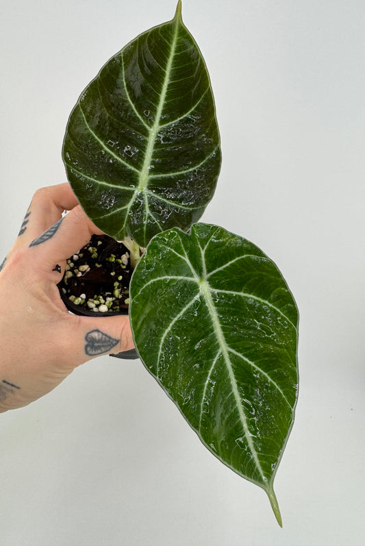 Alocasia Black Velvet