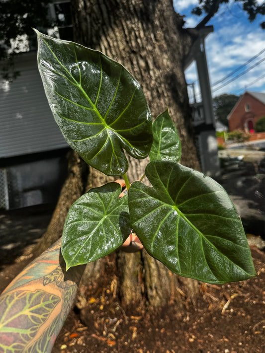 Alocasia Regal Shield