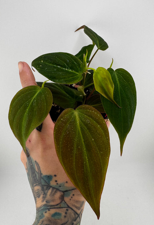 Philodendron micans