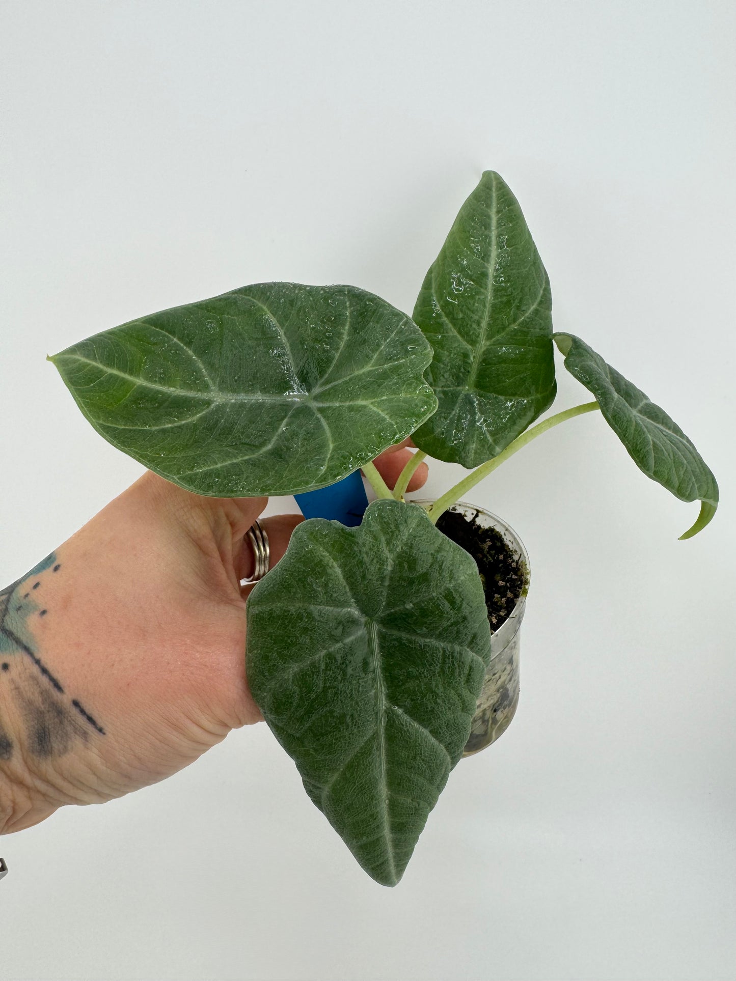 Alocasia Maharni