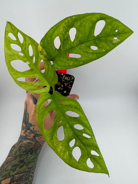 Monstera Adansonii Aurea Variegated