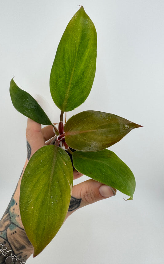 Philodendron White Knight variegated