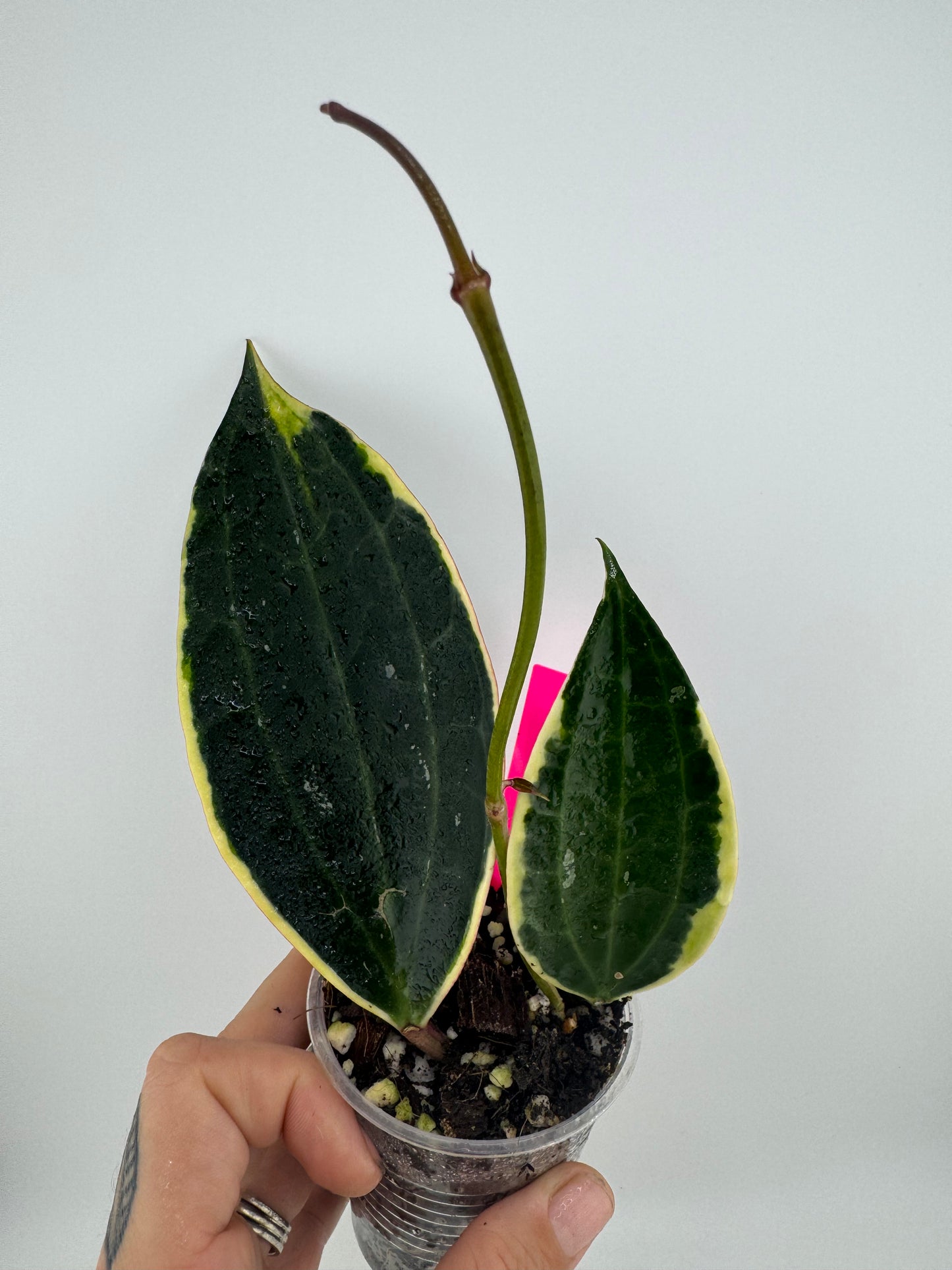 Hoya Latifolia (macrophylla) outer variegated