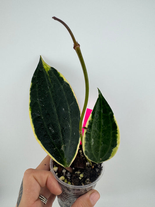 Hoya Latifolia (macrophylla) outer variegated