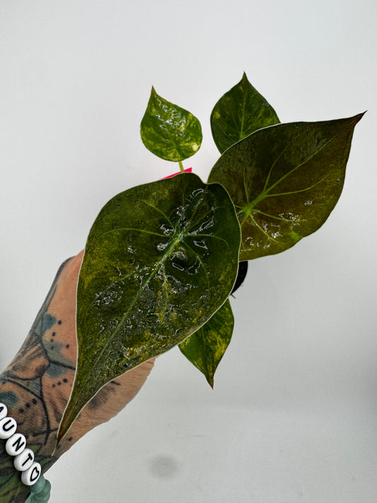 Alocasia Wentii Aurea Variegated #2
