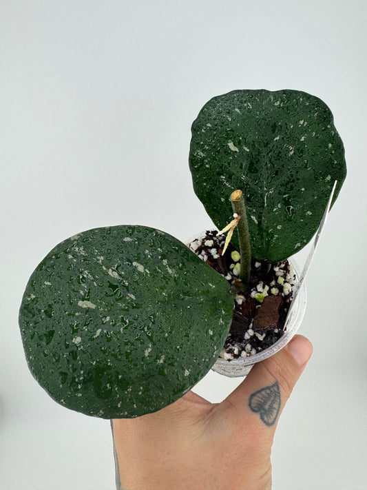 Hoya ‘Joel’
