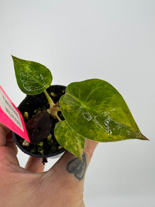 Alocasia Wentii Aurea Variegated #3