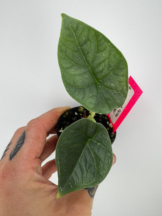 Alocasia Melo