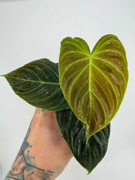Philodendron splendid (verrucosum X Melanocrysum)