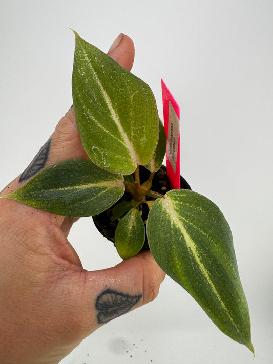 Philodendron Gloriosum