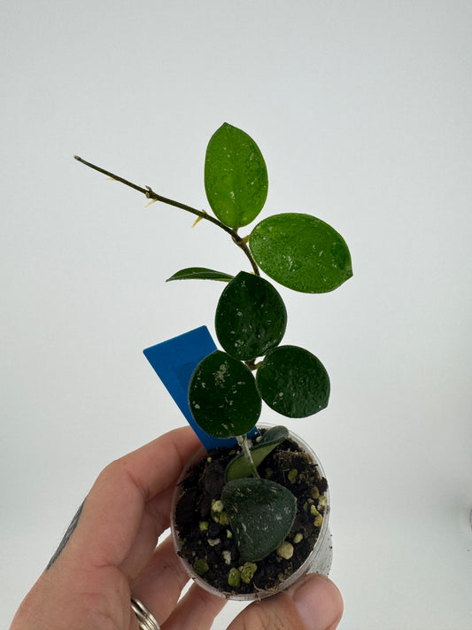 Hoya mathilde splash