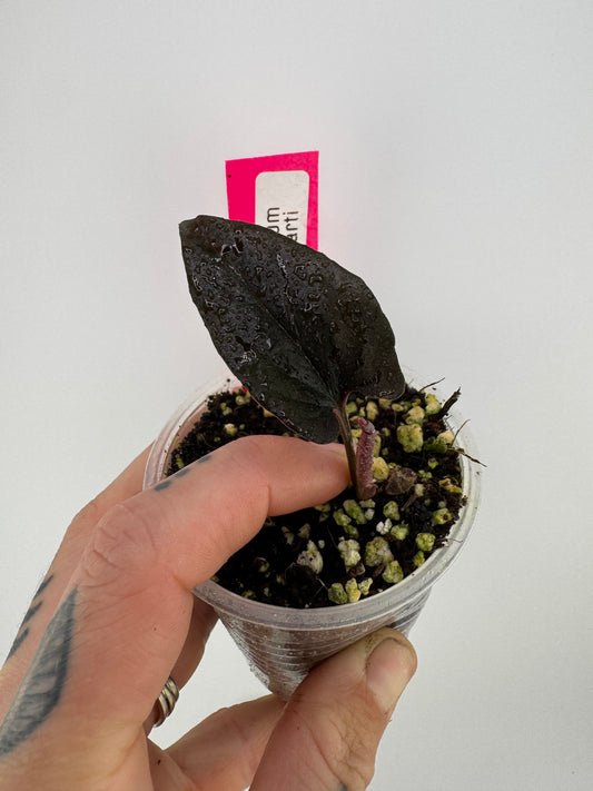 Syngonium llano carti