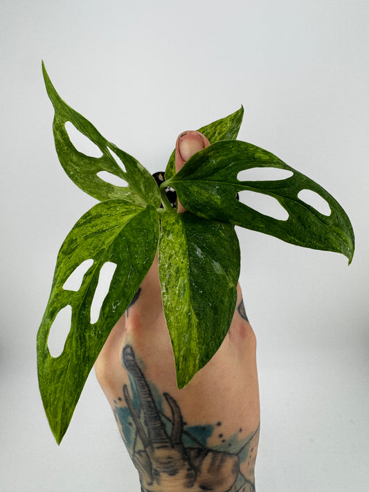 Monstera Adansonii Variegated Indonesian Mint
