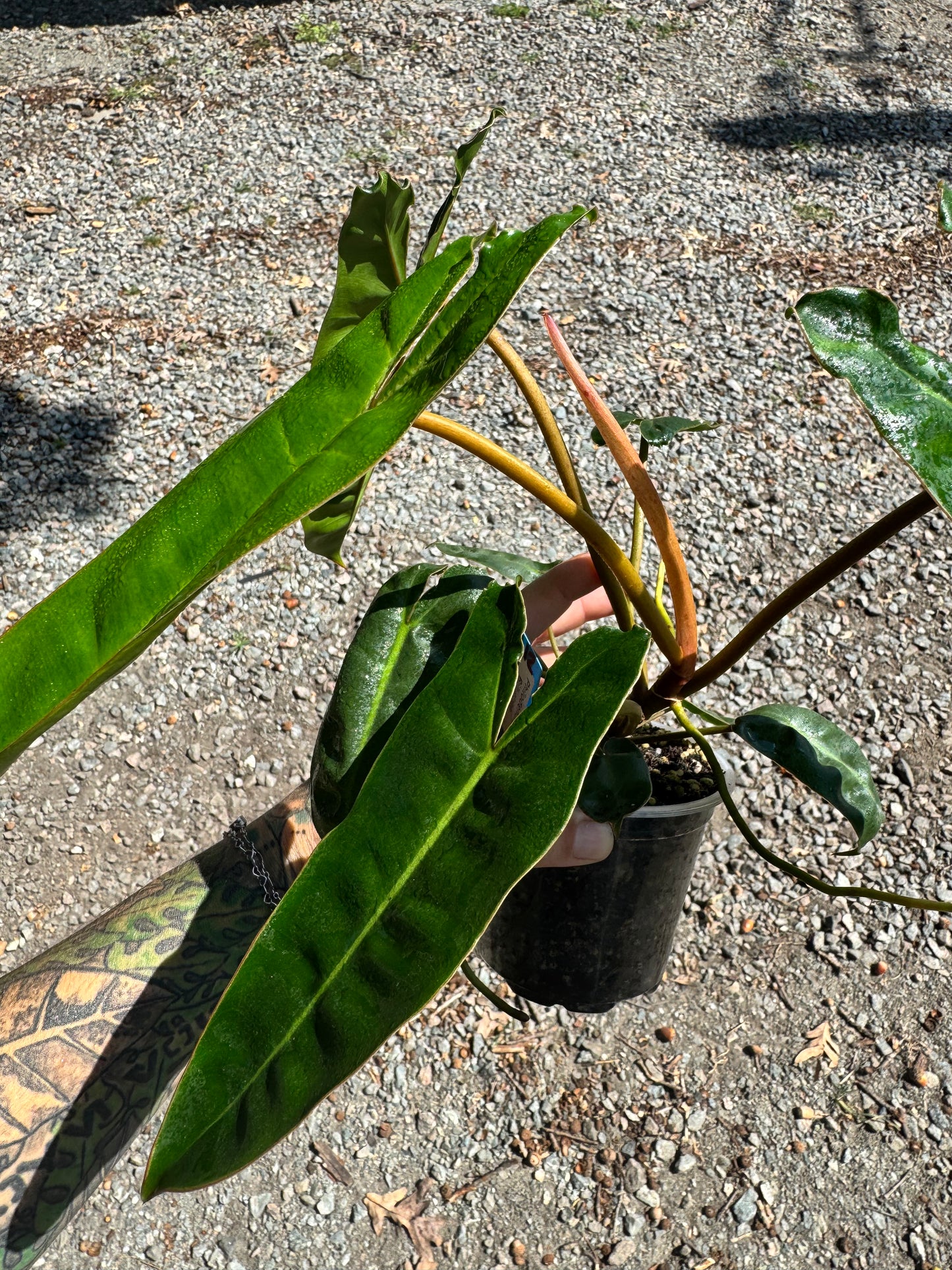 4” Philodendron Billietiae