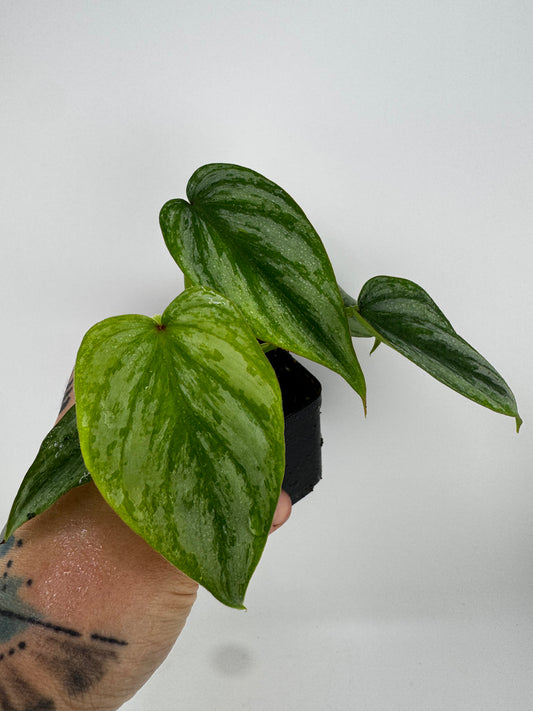 Philodendron Mamei Silver Cloud