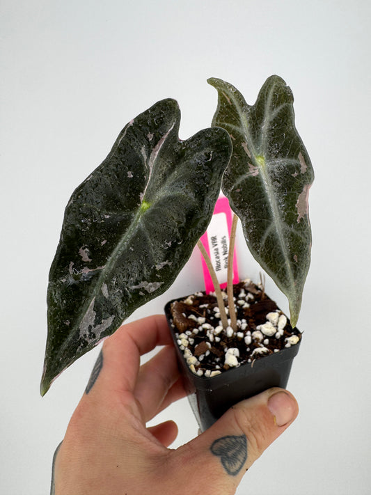 Alocasia Nobilis ‘Pink’ Variegated