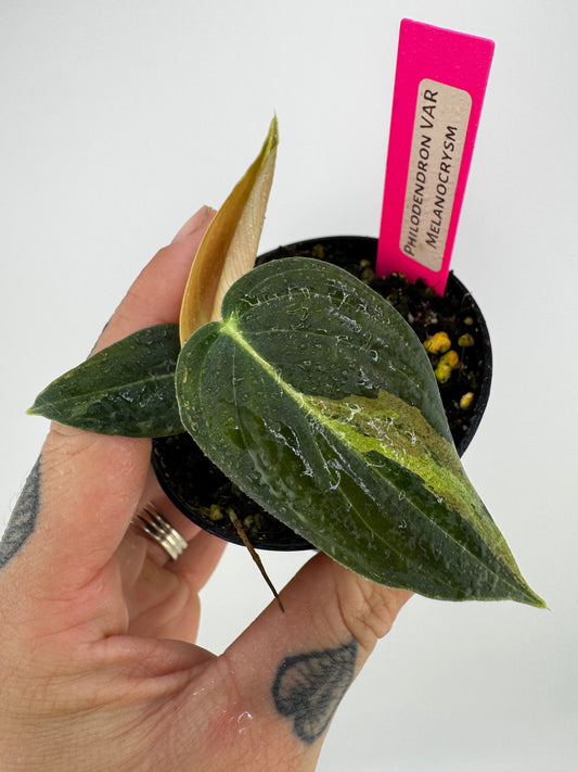 Philodendron Melanocrysm Variegated