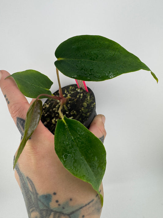 Anthurium (Magnificum X Ft. Sherman) X [(BVEP X Dorito) X (RLFS X Slim Shady)]