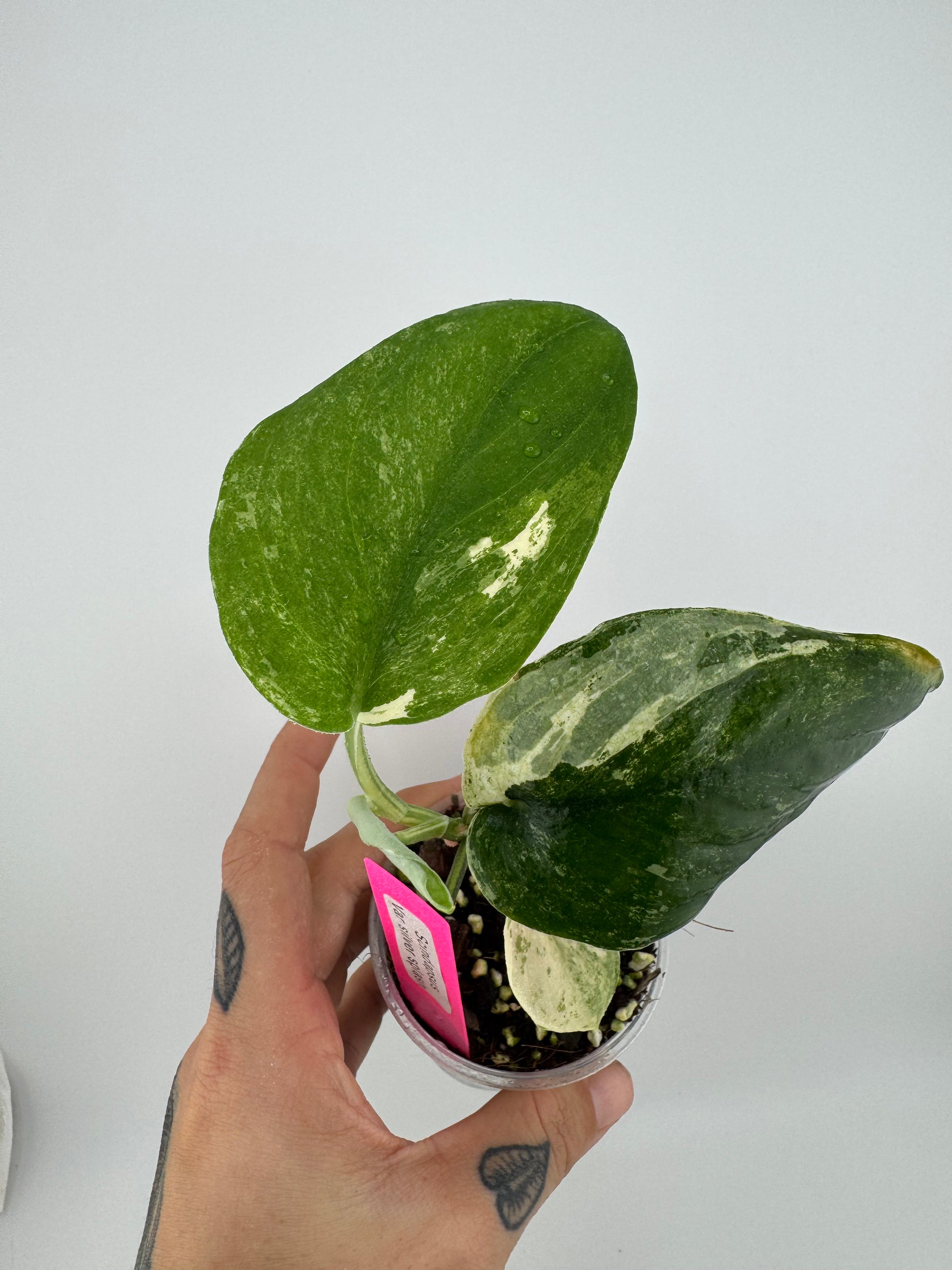 Scindapsus Variated Scindapsus variegated Silver Splash #2 – Priest's Plant Paradise