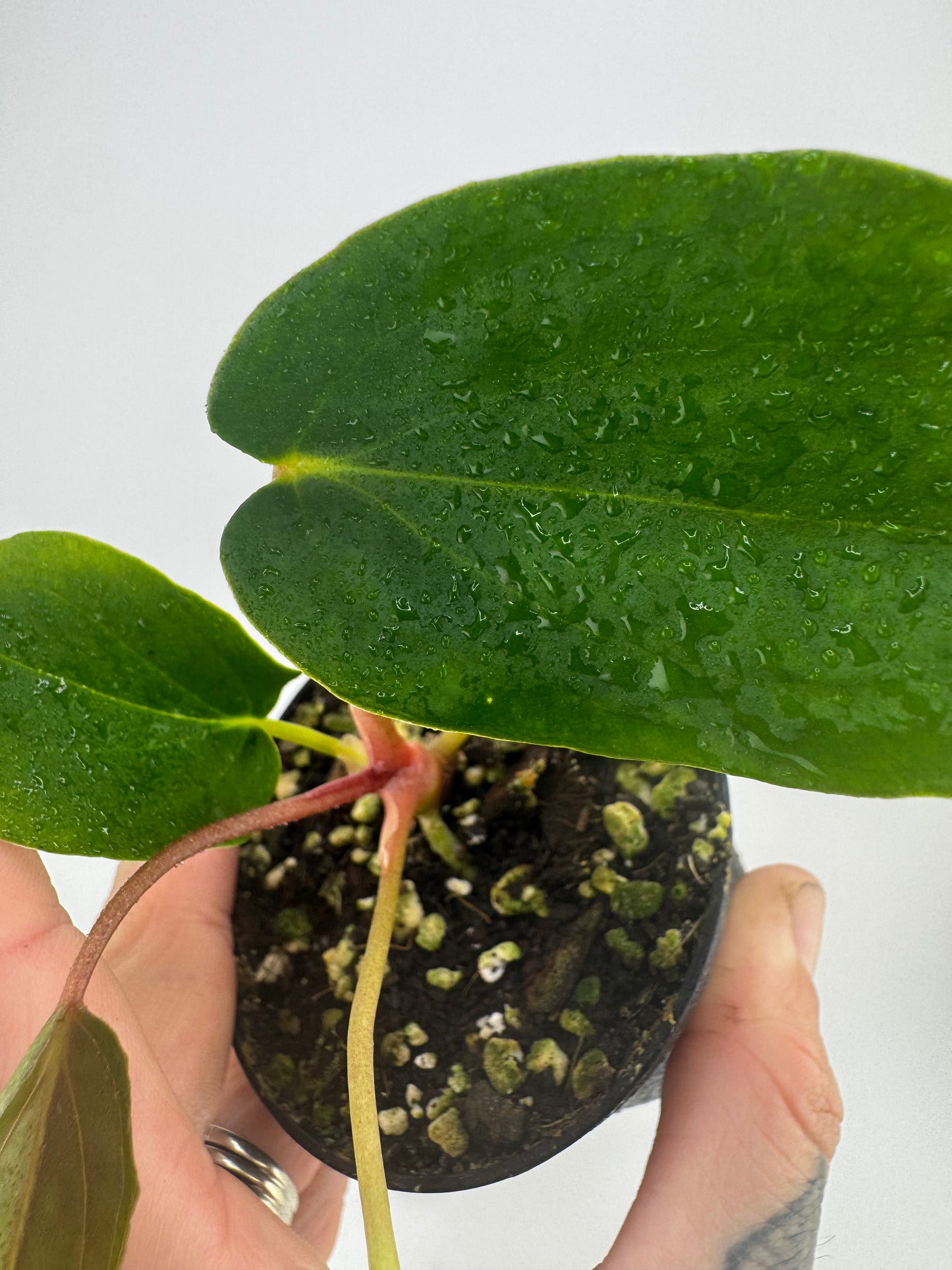 Anthurium (Magnificum X Ft. Sherman) X [(BVEP X Dorito) X (RLFS X Slim Shady)]