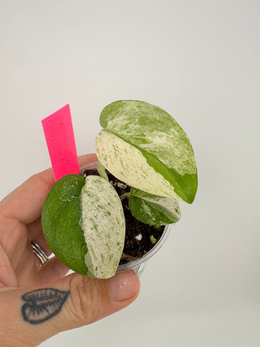 Scindapsus variegated Silver Splash #3