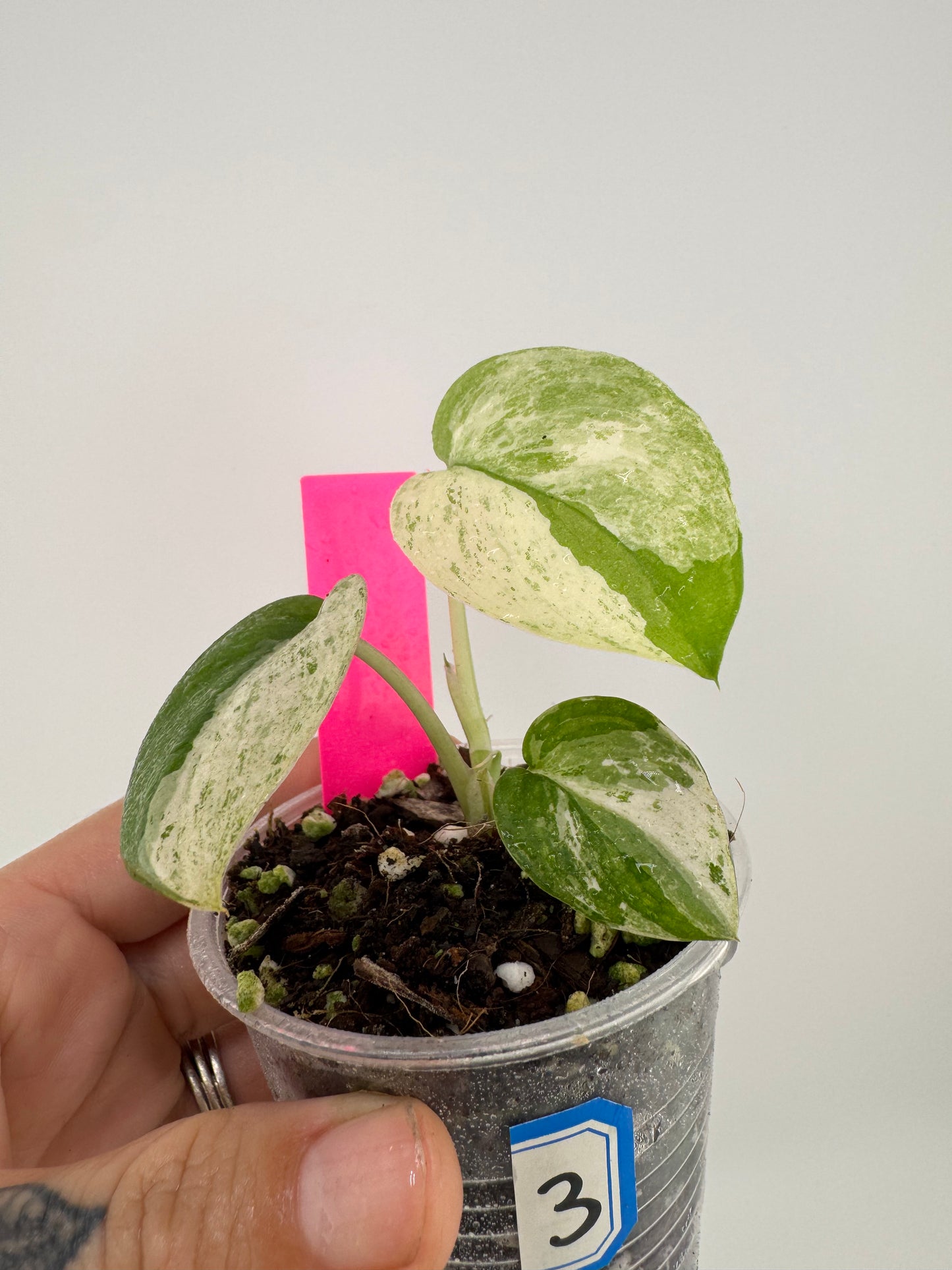 Scindapsus variegated Silver Splash #3