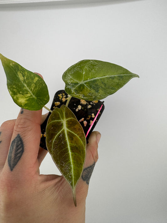 Alocasia Black Velvet ‘Aurea’ Variegated #2