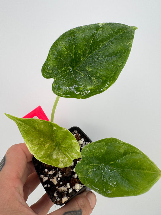 Alocasia Dragon Scale Variegated Albo ‘Galaxy’