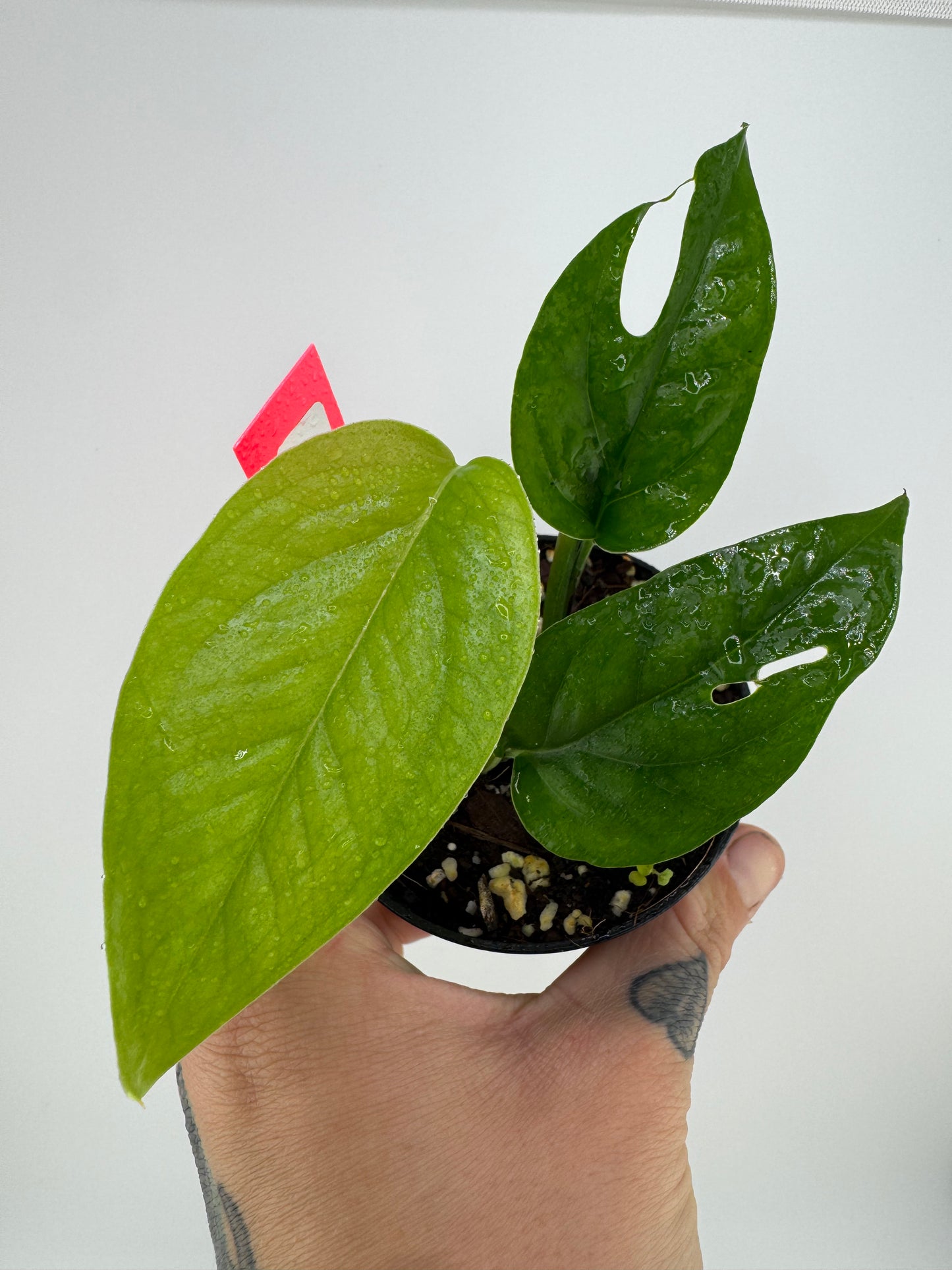 Epipremnum Pinnatum