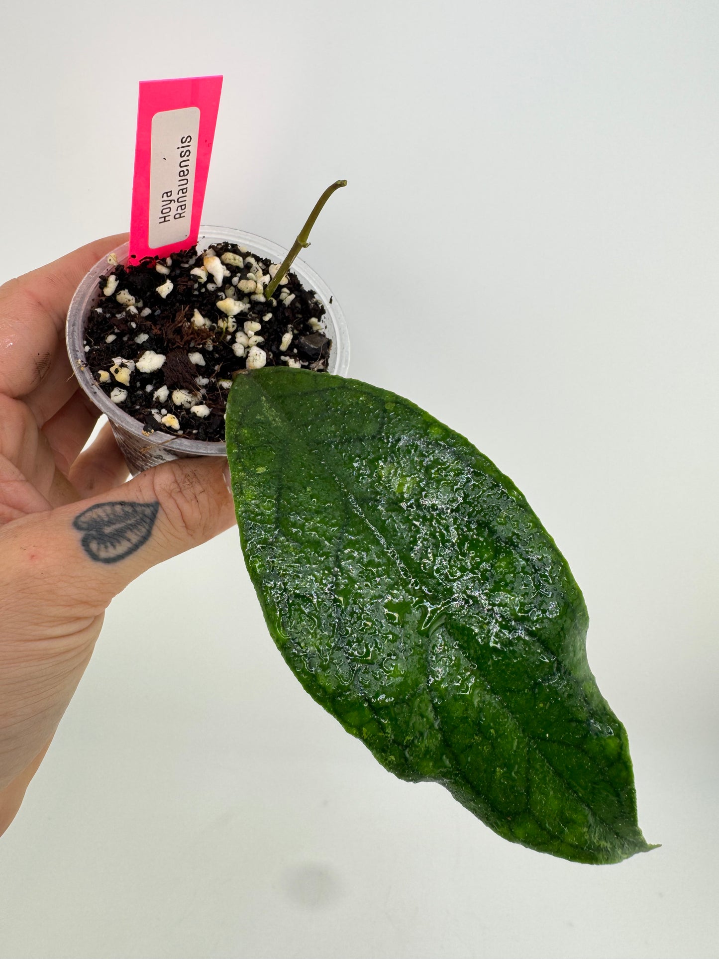 Hoya Ranauensis