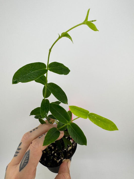 Hoya Densifolia