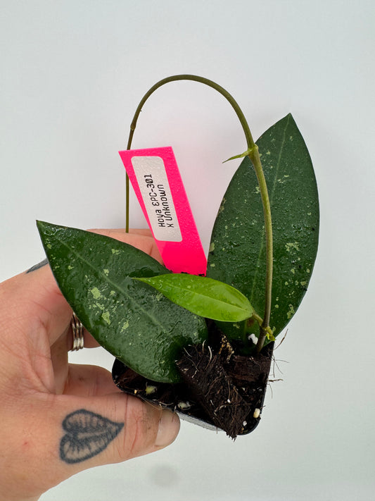 Hoya EPC-301 ‘black leaf’ X UNK